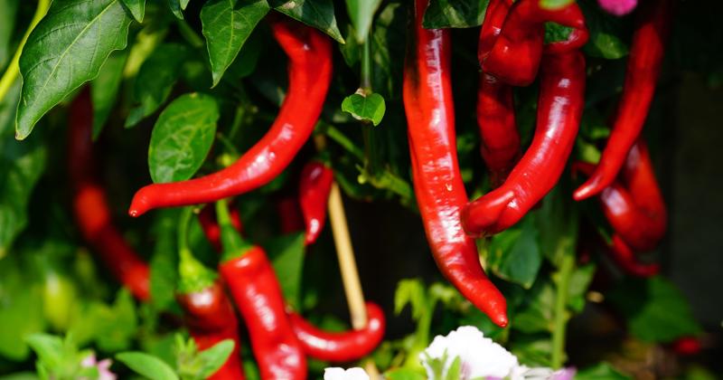 Peppers
